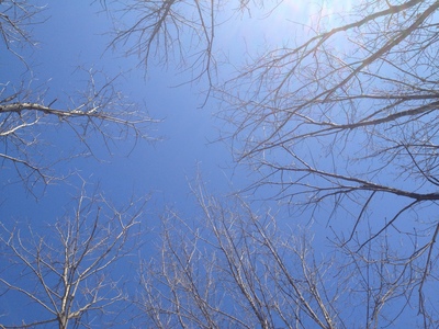 林と空.jpg